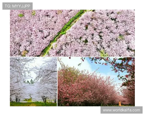 选择凯发旗舰厅登录线路的理由，带您进入全新的娱乐平台